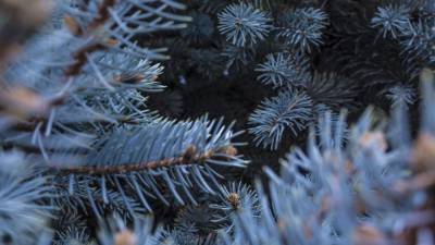 Сибирские ученые раскрыли загадку голубого цвета елей