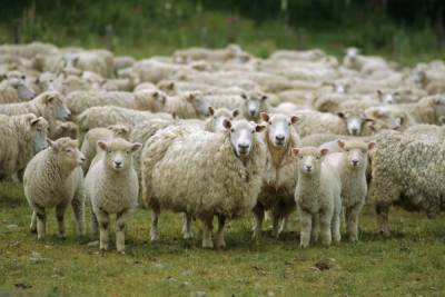 Костромские овцы ушли налево, а их хозяин получил штраф