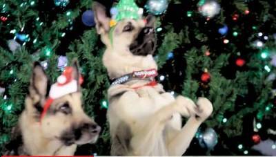 Самое милое - служебные собаки. МВД России опубликовало новогоднее видео - 2021