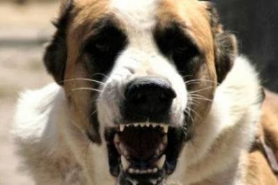 Собака напала на мужчину у школы на ГРЭСе в Чите