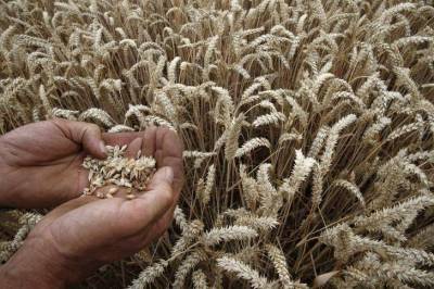 Агентство СовЭкон снизило прогноз экспорта пшеницы из РФ в сезоне 20/21 до 36,3 млн т