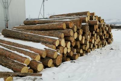 Петровск-Забайкальский район стал лидером по числу незаконных рубок леса в 2020 году