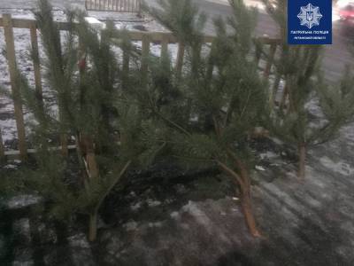 Срубил с целью продажи: В Северодонецке патрульные обнаружили незаконную торговлю елками