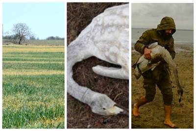 На полях Одесчины находят тела парализованных птиц: кадры и тревожное заявление экологов