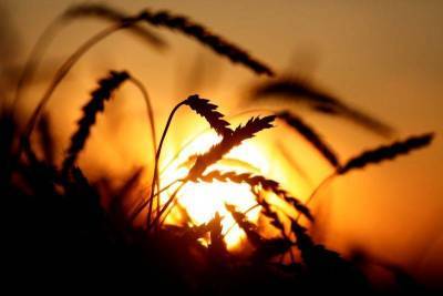 Экспортные цены на пшеницу РФ продолжили рост на прошлой неделе