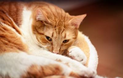 Ученые определили происхождение у людей аллергии на кошек