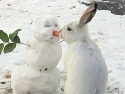 Кролик поцелуями изуродовал снеговика