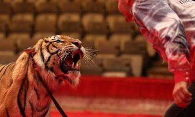 В Казанском цирке организовали фотосессию с тиграми без клеток и ограждений
