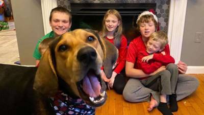 Дерзкий песик внезапно ворвался на рождественскую фотосессию семьи: теперь он звезда Интернета