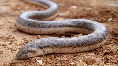 Новый вид миниатюрных змей нашли на Филиппинах