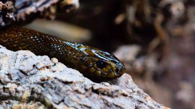Новый вид роющих змей открыт на Филиппинах