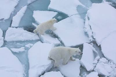 Российские ученые нашли главную причину таяния льдов в Арктике