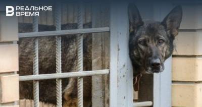 В Татарстане возбудили уголовное дело из-за подвешенной на дереве собаки