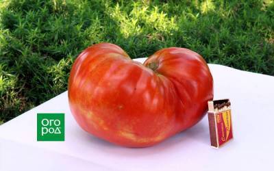 Топ-10 самых крупных сортов томатов от читателей Огород.ru