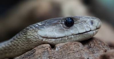 Биологи открыли новый вид подземных змей