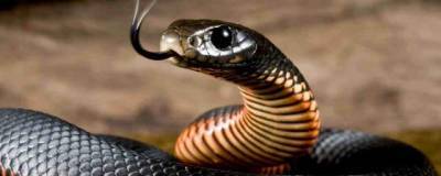 Американские биологи обнаружили новый вид роющих змей на Филиппинах