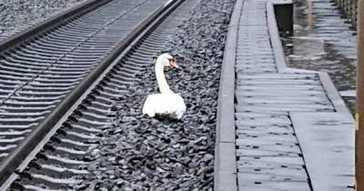 Оплакивавший спутника лебедь задержал 20 поездов в Германии