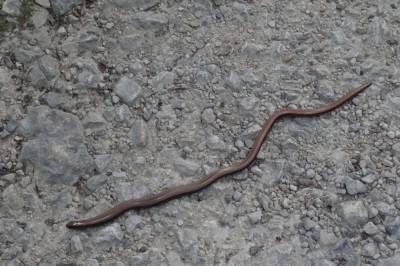 На Филиппинах ученые обнаружили новый вид роющих змей
