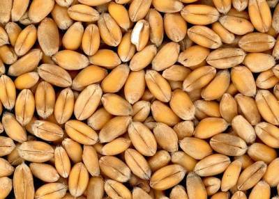 Запасы зерна в продовольственном фонде Петербурга увеличат на 1500 тонн