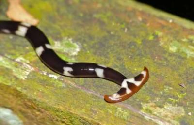Как самые большие черви могут навредить природе? (4 фото)