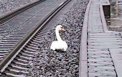 В Германии “скорбящий” лебедь почти на час задержал 23 поезда