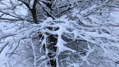 Аглая Чайковская - Японию накроют аномальные снегопады на Новый год - politros.com - Япония