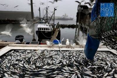 Вылов рыбы в Дагестане за 2020 год стал рекордным