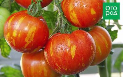 Полосатые томаты – лучшие сорта с фото и описанием