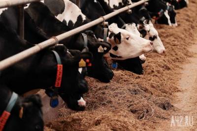 В Кузбассе на ферме трупы коров складировали рядом с территорией