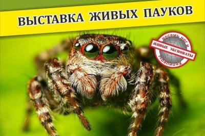 В Смоленске с января по март будут ползать живые пауки в Культурно-выставочном центре
