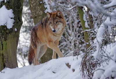 Неподалеку от Коваши голодные волки разорвали домашнего пса