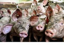 На предприятии в Курской области уничтожили более 60 тысяч свиней из-за африканской чумы