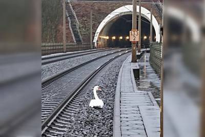 В Германии 23 поезда задержали из-за лебедя, тосковавшего по своему спутнику