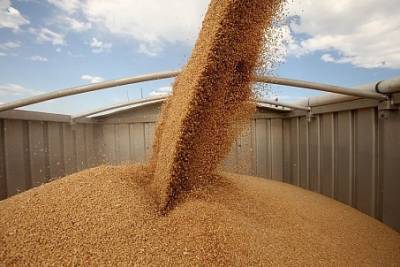 Экспорт российского зерна в этом году вырос на 20% - Россельхознадзор