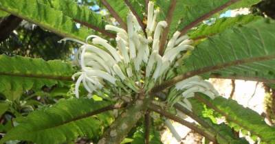 На Гавайях обнаружили новый вид растений с белыми цветами