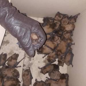 В Запорожье неизвестные выбросили в мусорный бак несколько коробок с летучими мышами. Видео