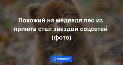 Похожий на медведя пес из приюта стал звездой соцсетей (фото)