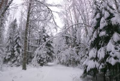 Фото: Госинспекторы Нижне-Свирского заповедника показали красоту зимнего леса