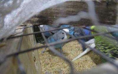 В Пулково прошли ветеринарный контроль 220 попугаев