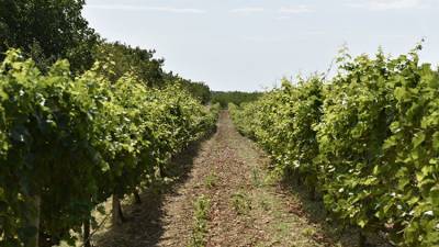 В Крыму планируют создавать винодельческие агротехнопарки