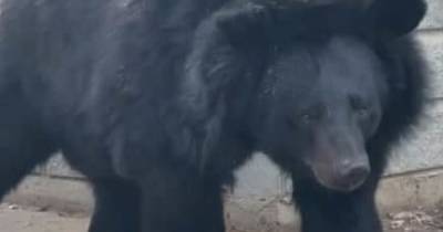 Под Запорожьем в зоопарке подружились медведь и кошка: трогательное видео