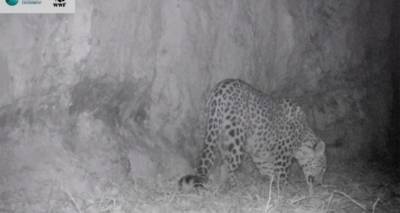 Видеолавушки зафиксировали кавказского леопарда в лесах Сюника - редкие кадры