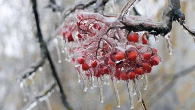 Оттепель и ледяной дождь: синоптики рассказали о погоде на Новый год