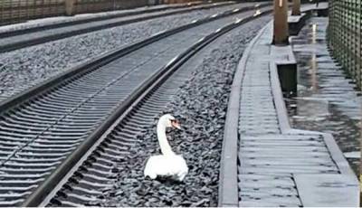 Лебединая верность: скорбящая птица остановила движение поездов на час