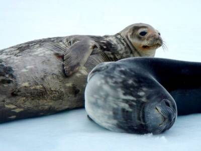 Тюлени Уэдделла общаются при помощи ультразвука