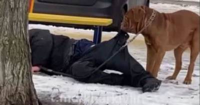 Чтобы ничего не отморозил: в Харькове собака за штаны волочила домой пьяного хозяина (видео)