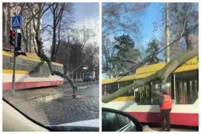 Стихия разбушевалась в Одессе, дерево рухнуло прямо на трамвай с людьми: видео с места ЧП