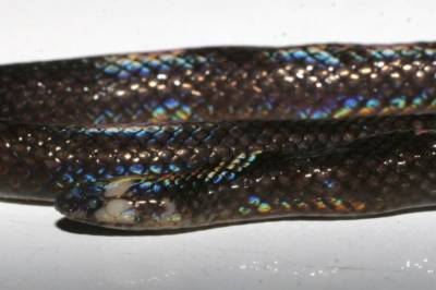 Ученые обнаружили новый вид и род змей: Они все время были в коллекции