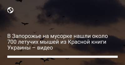 В Запорожье на мусорке нашли около 700 летучих мышей из Красной книги Украины – видео