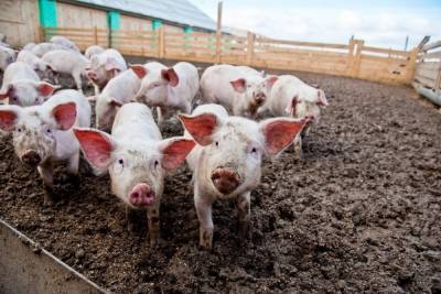В еще двух селах Волгоградской области выявили новый очаг чумы свиней
